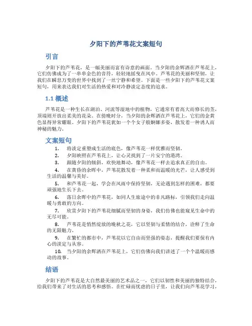 夕阳下的芦苇花文案短句