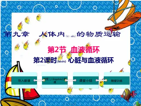 七年级生物下册第9章第2节血液循环心脏与血液循环2初中七年级下册生物