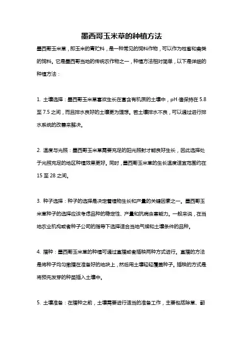 墨西哥玉米草的种植方法
