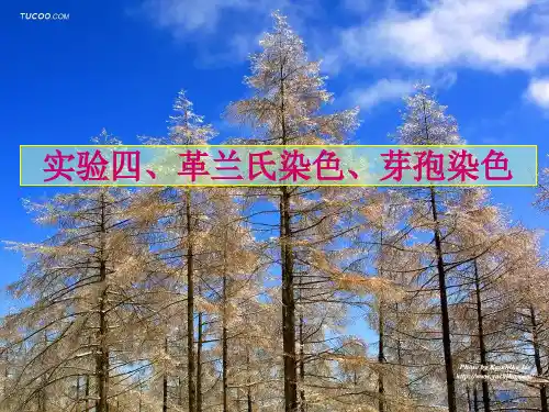 02-实验四、革兰氏、芽孢染色