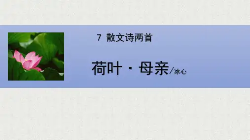 第7课《荷叶-母亲》课件(共24张ppt)++2023-2024学年统编版语文七年级上册