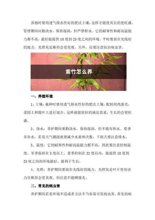 紫竹怎么养