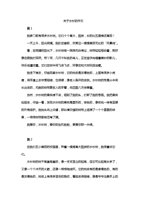关于水杉的作文