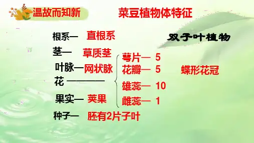 3.6被子植物(第二课时单子叶植物)课件-冀少版生物七年级上册