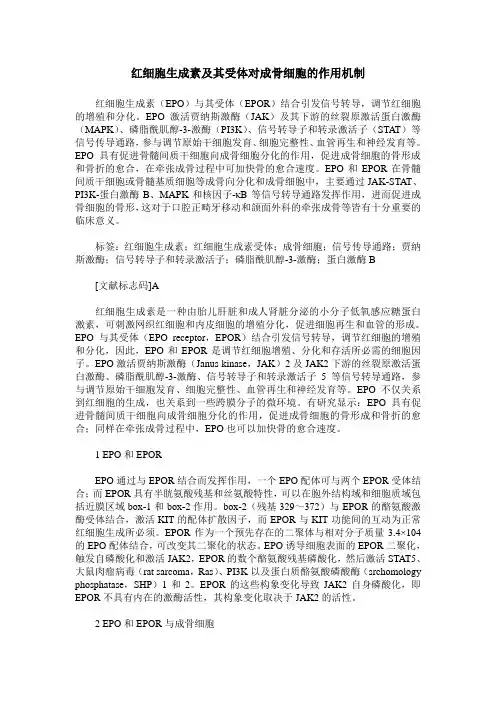 红细胞生成素及其受体对成骨细胞的作用机制