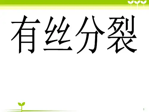 有丝分裂的过程