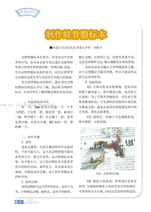 制作蛙骨骼标本