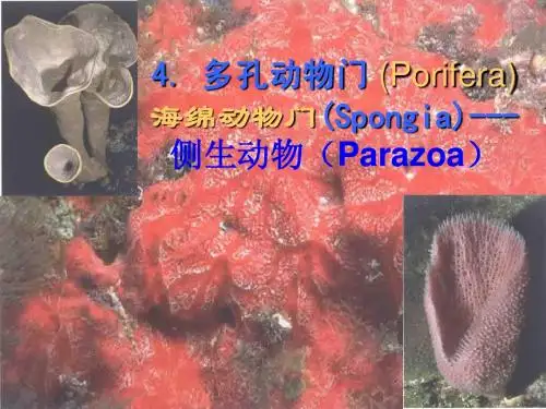4海绵动物门