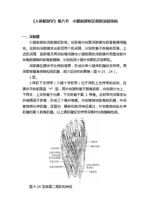 《人体解剖学》第八节　小腿前部和足背的深层结构