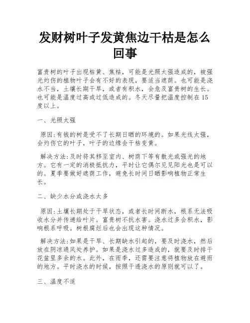 发财树叶子发黄焦边干枯是怎么回事