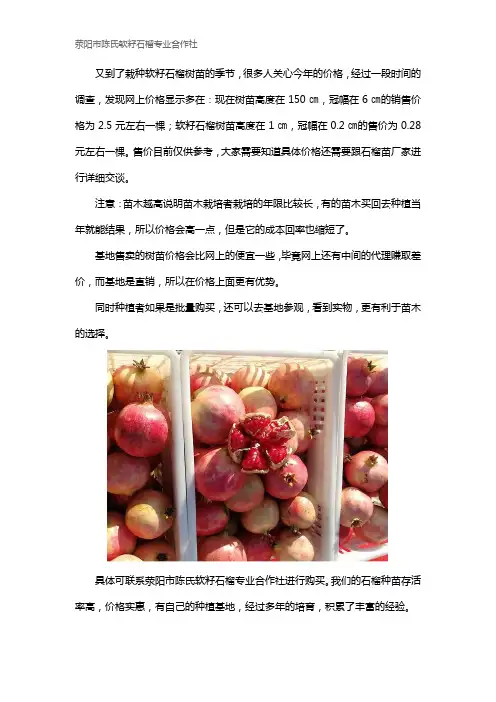 软籽石榴树苗价格多少钱一棵