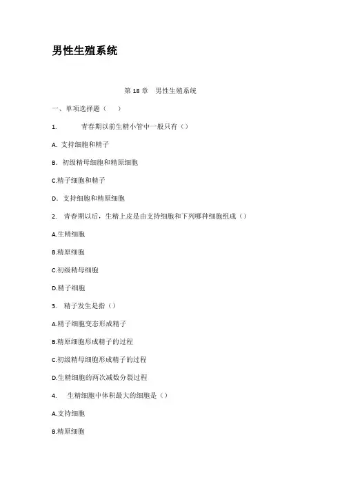 男性生殖系统