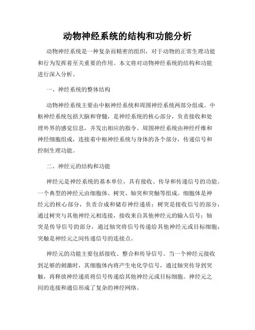 动物神经系统的结构和功能分析