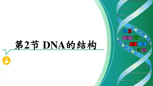 DNA的结构  课件-高一生物人教版必修2