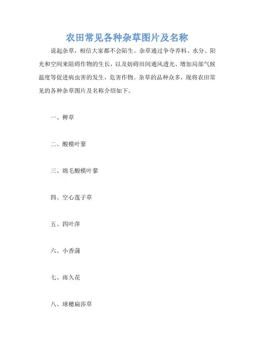 农田常见各种杂草图片及名称