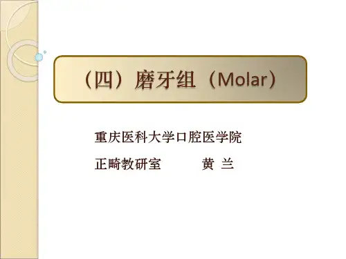 磨牙组