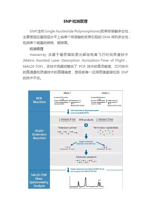 SNP检测原理