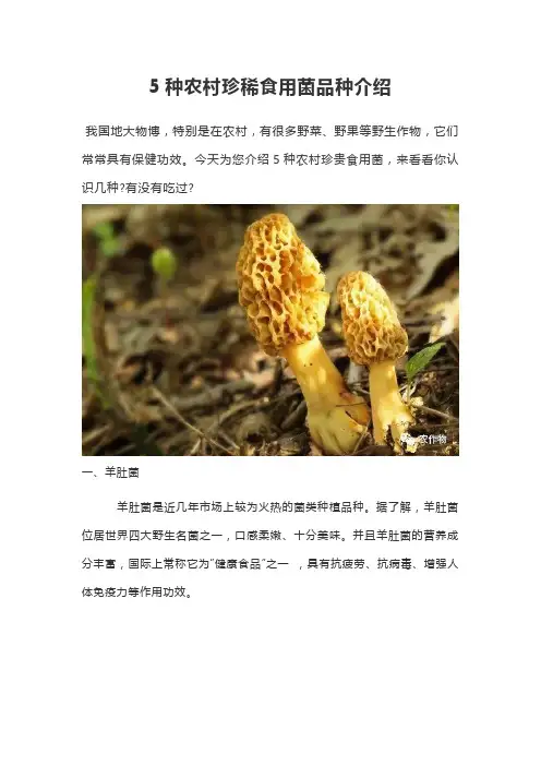 5种农村珍稀食用菌品种介绍