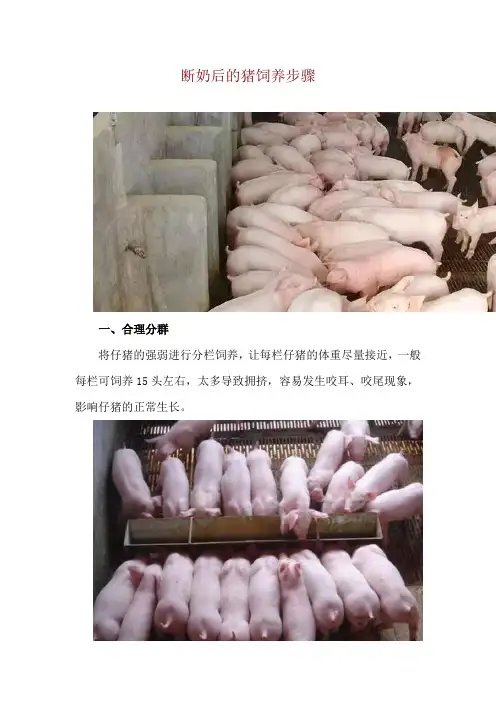 断奶后的猪饲养步骤