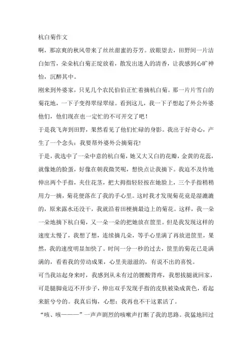 杭白菊作文