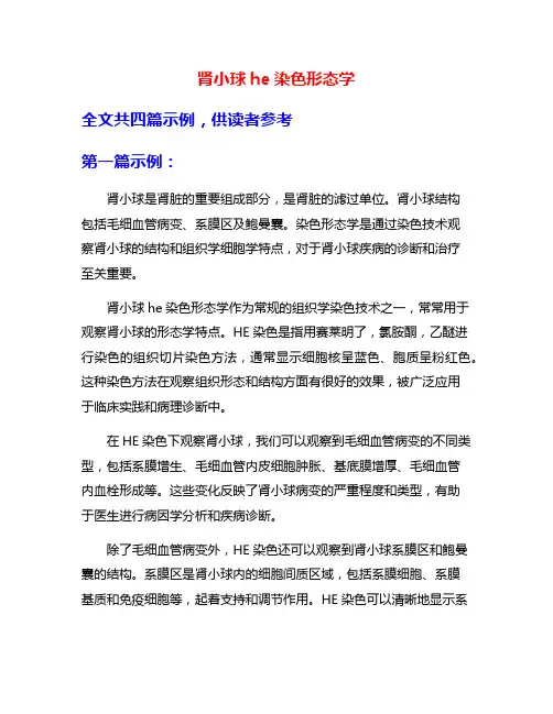 肾小球he染色形态学