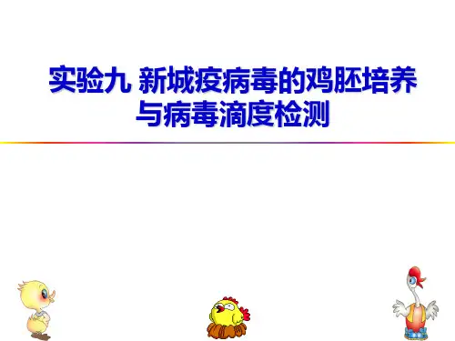 新城疫病毒的鸡胚培养与病毒滴度检测课件