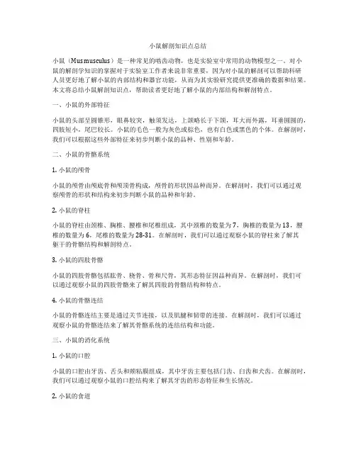 小鼠解剖知识点总结