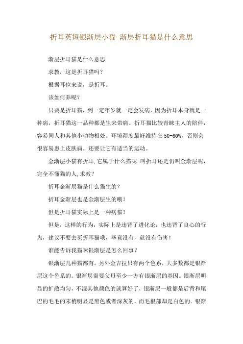 折耳英短银渐层小猫-渐层折耳猫是什么意思