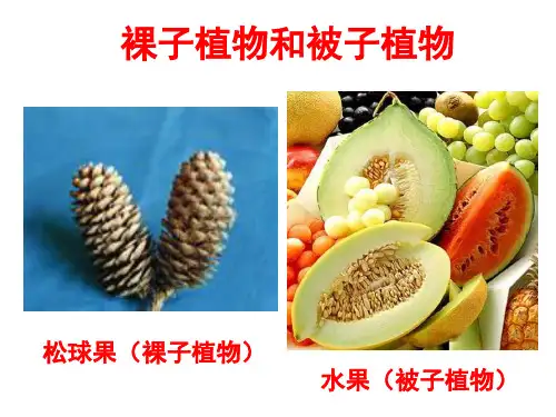 植物(裸子和被子植物)课件-2023-2024学年京改版生物八年级下册