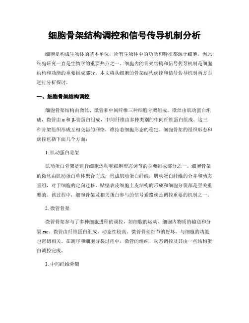 细胞骨架结构调控和信号传导机制分析