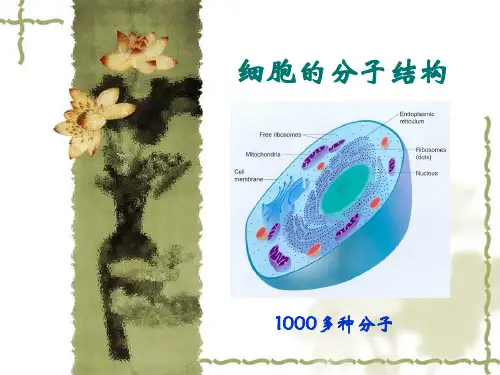 细胞的分子结构
