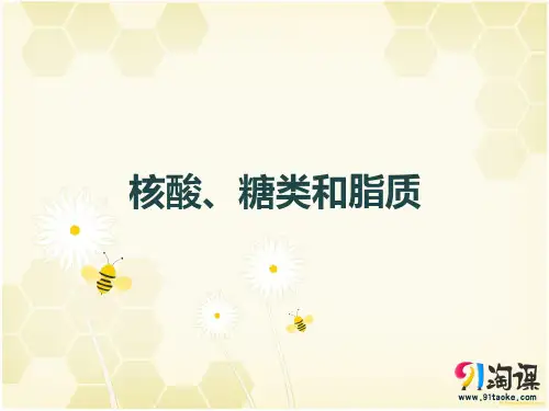 原创3：核酸、糖类和脂质