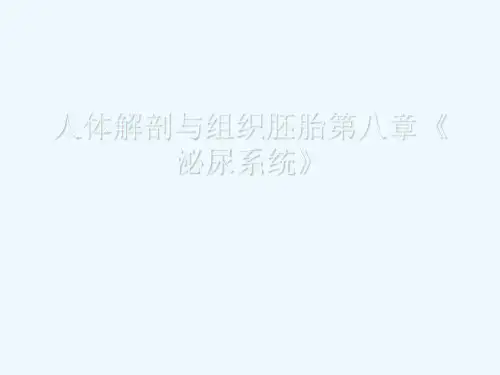 人体解剖与组织胚胎第八章《泌尿系统》[可修改版ppt]