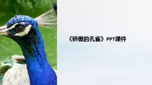 《骄傲的孔雀》课件