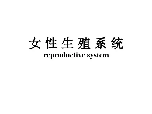人体解剖生理学：25女性生殖系统