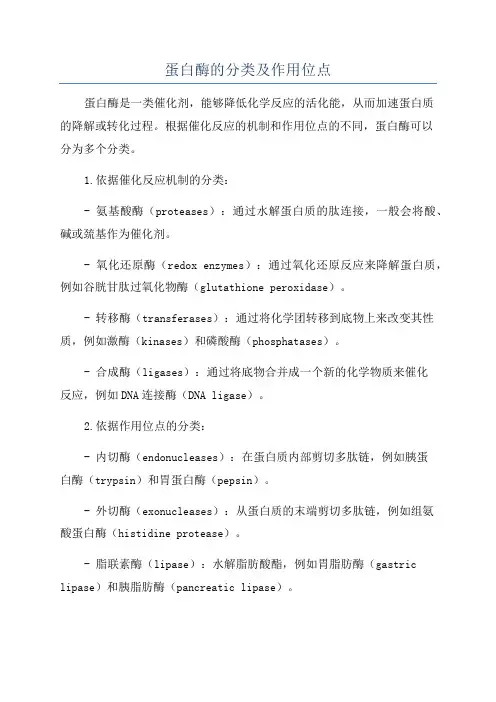 蛋白酶的分类及作用位点