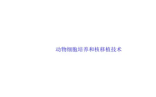 动物细胞培养和核移植技术 课件