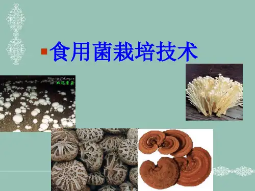《食用菌绪论》PPT课件