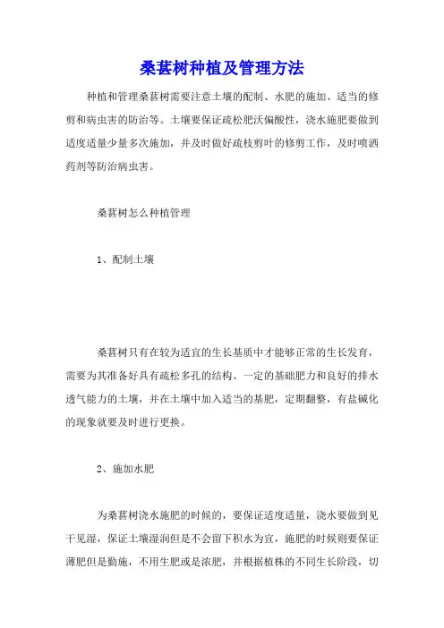 桑葚树种植及管理方法