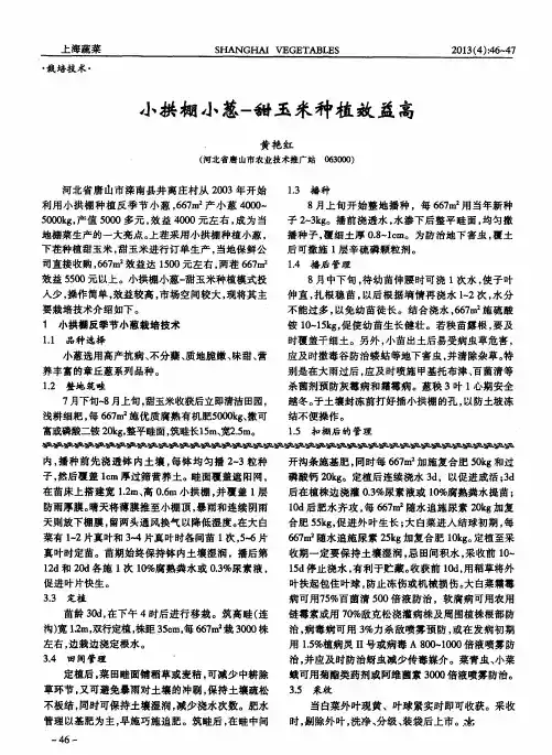 小拱棚小葱-甜玉米种植效益高