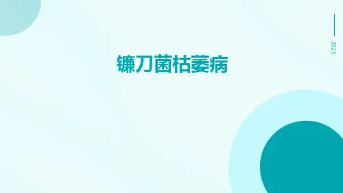 镰刀菌枯萎病