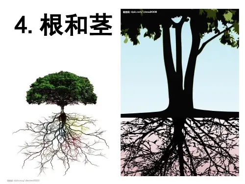 冀教版五年级上册科学《根和茎》课件