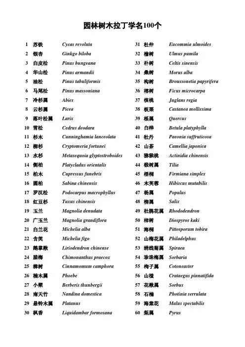 园林树木拉丁名100个(风景园林专业)