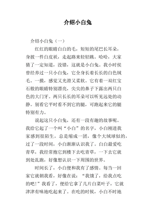 介绍小白兔