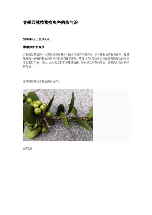 春季园林植物病虫害的防与治
