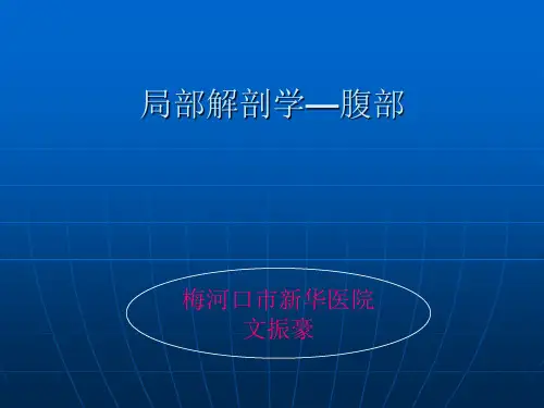 腹部解剖--精美PPT