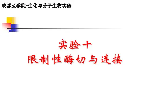 限制性酶切与连接