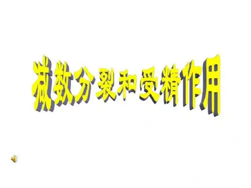 必修一减数分裂和受精作用