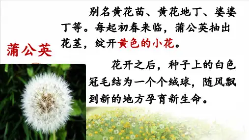 统编版三年级语文上册16《金色的草地》课件(共27张PPT)