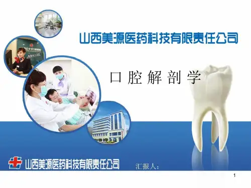 口腔解剖学PPT课件